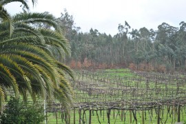 Pour le Vinho Verde, la crise est une chance